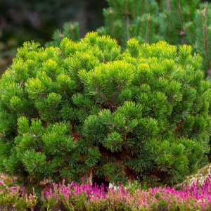 Borovica horská (Pinus mugo) ´MUGHUS´ výška: 30-40 cm, ⌀ 30-40 cm, kont. C10L
